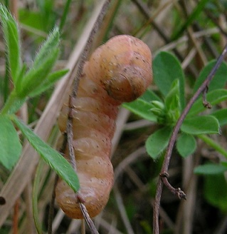 bruco da identificare 1